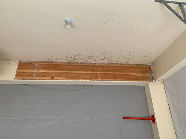 Best Post-Construction Mold Inspection  in Niagara, WI