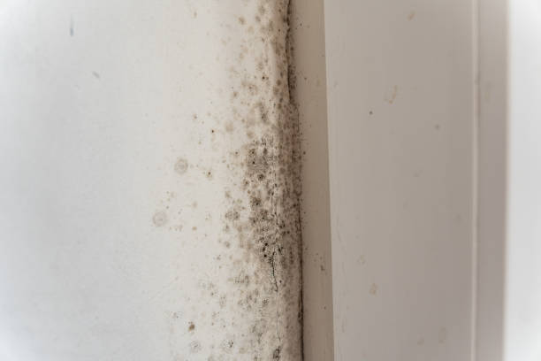 Best Mold Prevention Services  in Niagara, WI